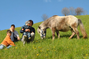 Wir-heißen-unser-neues-Pony-willkommen---Galtinerhof-Erlebnisbauernhof-Südtirol